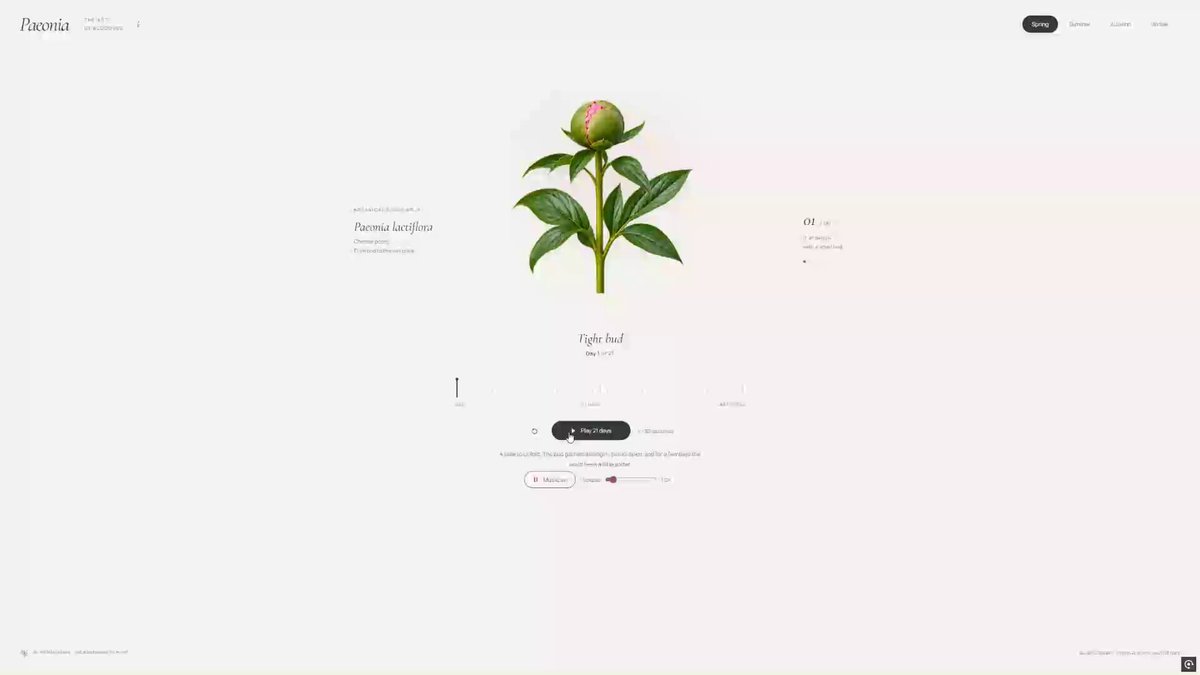 Time-scrub interactive peony flower blooming across seasons